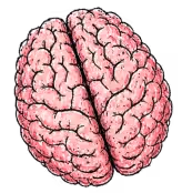 Brain